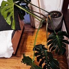 観葉植物　モンステラ　葉割れ特大サイズの画像