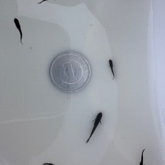 オロチメダカ　幼魚稚魚10匹の画像