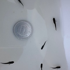オロチメダカ　幼魚稚魚10匹の画像