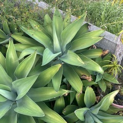 アテナータの画像