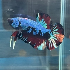 ベタ　色々！の画像
