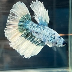 ベタ　色々！の画像