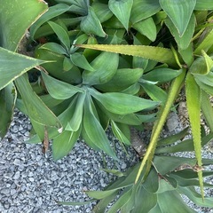 植物　アテナータ
の画像