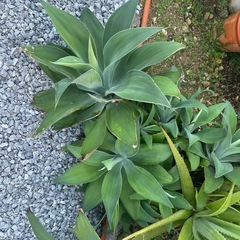植物　アテナータ
の画像