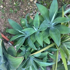 植物　アテナータ
の画像