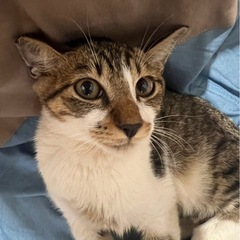 キジシロのカブ君5ヶ月