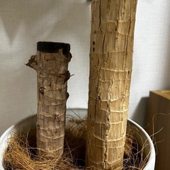 観葉植物　ドラセナの画像