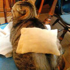 【10/22】わんにゃんお話会の画像