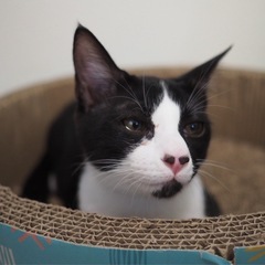 元気いっぱい😽わんぱくなカンタ君5ヶ月