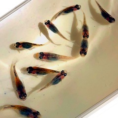輝きの💐yurisisメダカ若魚=11匹.体外光ラメ魚メダカの画像