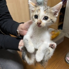 野良の子猫 4匹のうち2匹の子が決まりました