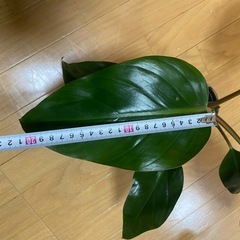 フィロデンドロン ロジョコンゴ 観葉植物 鉢付き の画像