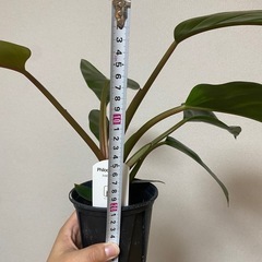 フィロデンドロン ロジョコンゴ 観葉植物 鉢付き の画像