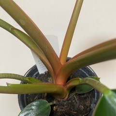 フィロデンドロン ロジョコンゴ 観葉植物 鉢付き の画像