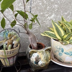 観葉植物まとめ売りの画像