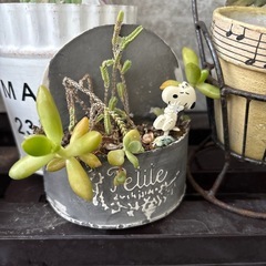 観葉植物まとめ売りの画像