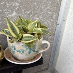 観葉植物まとめ売りの画像