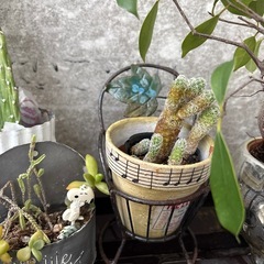 観葉植物まとめ売りの画像