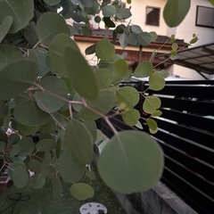 ユーカリポポラス切り落とし枝の画像