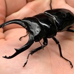 色んな種類のクワガタ、カブトムシ！お子さんのプレゼントに！の画像