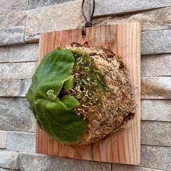 P.ridleyi wild_リドレイ板付◆ビカクシダ／コウモリランの画像