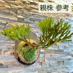 P.ridleyi wild_リドレイ板付◆ビカクシダ／コウモリランの画像