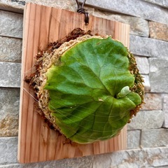 P.ridleyi wild_リドレイ板付◆ビカクシダ／コウモリランの画像