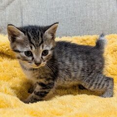 生後１ヶ月ピーチちゃん里親募集