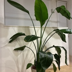 観葉植物（ストレチア）の画像