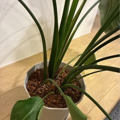 観葉植物（ストレチア）の画像