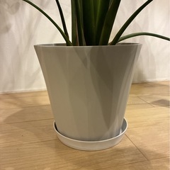 観葉植物（ストレチア）の画像