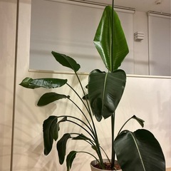 観葉植物（ストレチア）の画像
