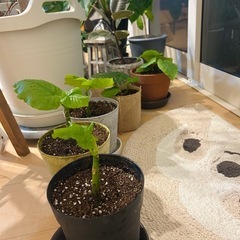 【条件付きで購入可能】まだ小さなウンベラータの画像