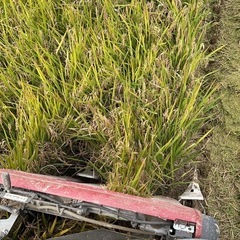 【5キロ3890円】令和7年度産/新米/雪若丸/玄米/30キロの画像