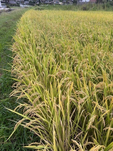 受付を中止しました。令和６年産、きぬむすめ　25キロ。自家消費用を出品します。