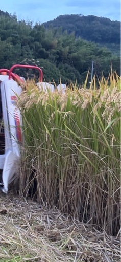 受付を中止しました。令和６年産、きぬむすめ　25キロ。自家消費用を出品します。