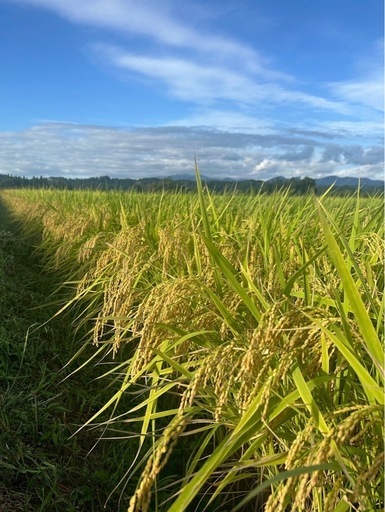 令和7年度産/新米/はえぬき/玄米/30キロ　残り15袋