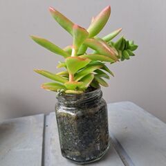 多肉植物 その133の画像