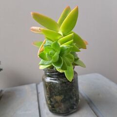 多肉植物 その133の画像