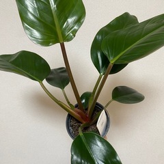 フィロデンドロン ロジョコンゴ 観葉植物 鉢付きの画像