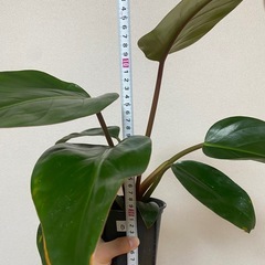 フィロデンドロン ロジョコンゴ 観葉植物 鉢付きの画像