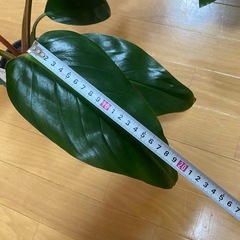 フィロデンドロン ロジョコンゴ 観葉植物 鉢付きの画像