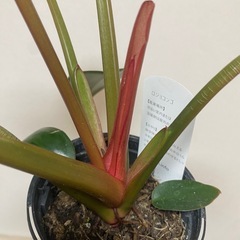 フィロデンドロン ロジョコンゴ 観葉植物 鉢付きの画像