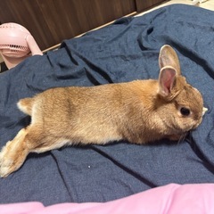 うさぎ(1歳半)