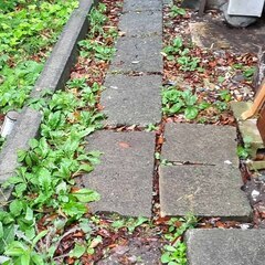 逗子 無料あげます 石畳み 飛び石 石材 ブロック ブリックレンガ 瓦 かわら 天然石 加工 石碑 飛び石 庭 ガーデニング 境界 路 庭園 装飾品 花瓶 文鎮 置物 ストーンプレート 台座 粘板岩 板状 加工 スクエア 門扉 フェンス エクステリア 天板 舗装材 壁 石肌　生け花 玄関 床材 外壁 内壁 舗装 建築材料 床 水回りの画像