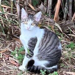 キジシロ4〜５ヶ月