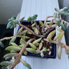多肉植物　　の画像