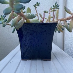 多肉植物　　の画像