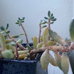 多肉植物　　の画像