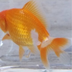 金魚5匹よりの画像